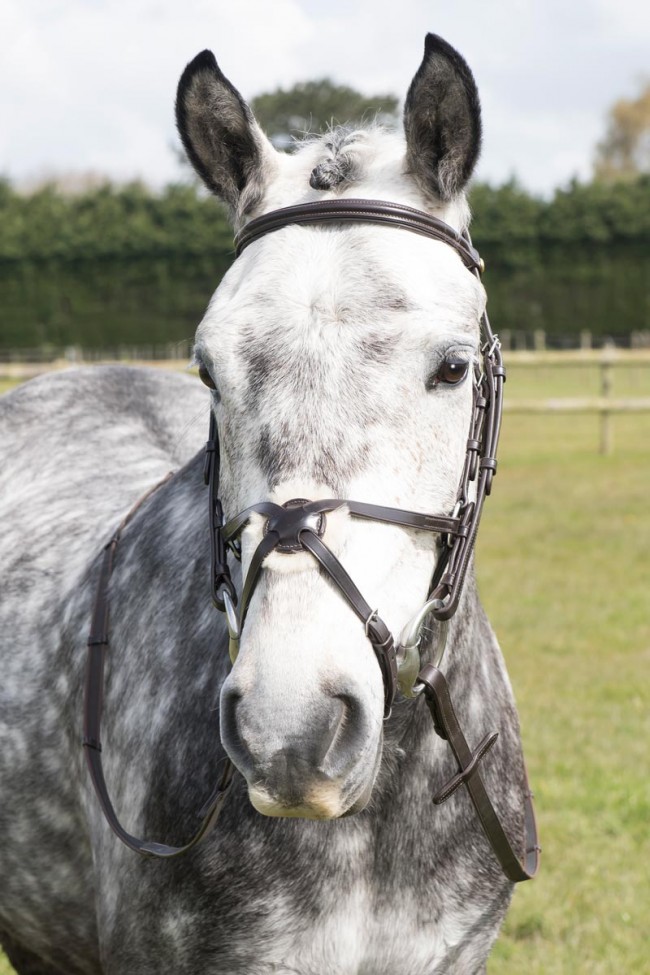 eb-mexican-grackle-noseband